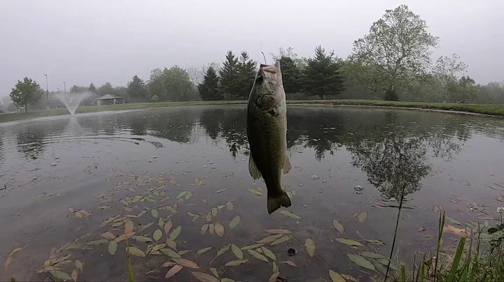 Patricia Allyn Park Bass 1