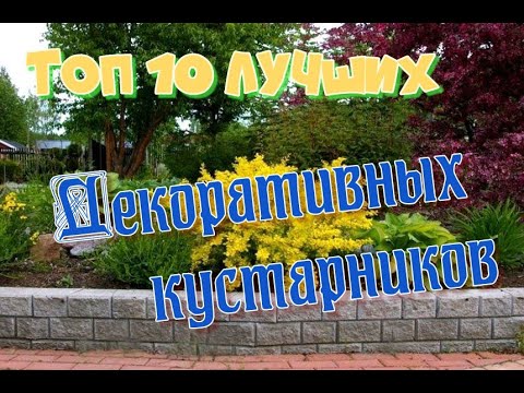 10 лучших декоративных кустарников