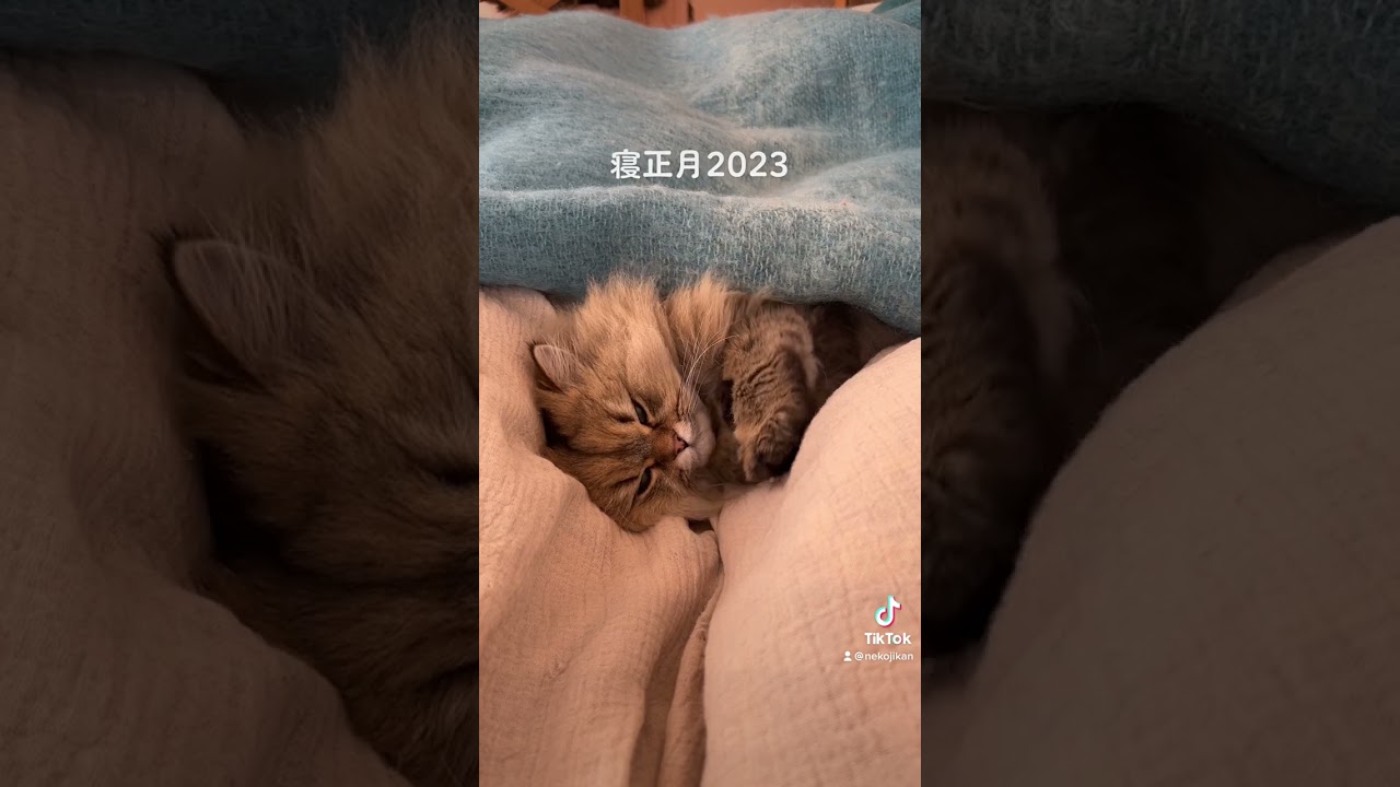 Sleeping new year starts! 寝正月の始まり 2023 #shorts
