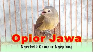 Opior Jawa Ngeriwik Campur Ngeplong