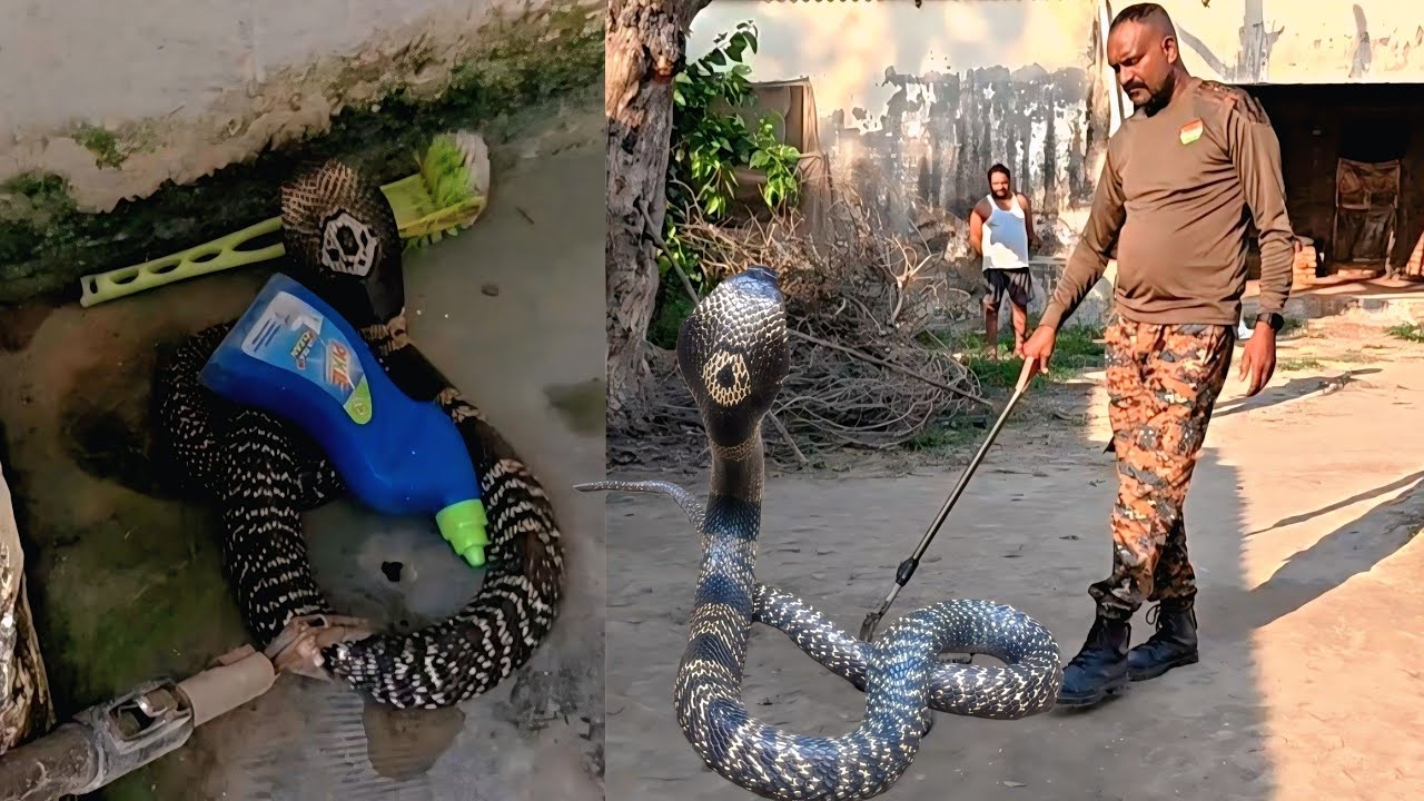 बाथरूम के अंदर घाट लगाकर बैठा था बहुत बड़ा मोनो कीलेड कोबरा सांप देखें कैसे रेस्क्यू किया ...😱🤯😱