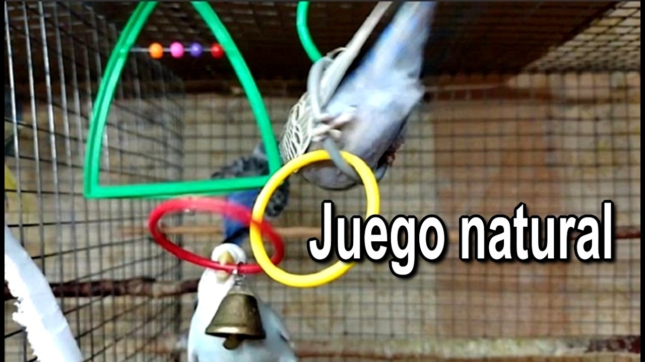 ¿Qué hacen mis periquitos todo el día? 🦜 Sonidos naturales