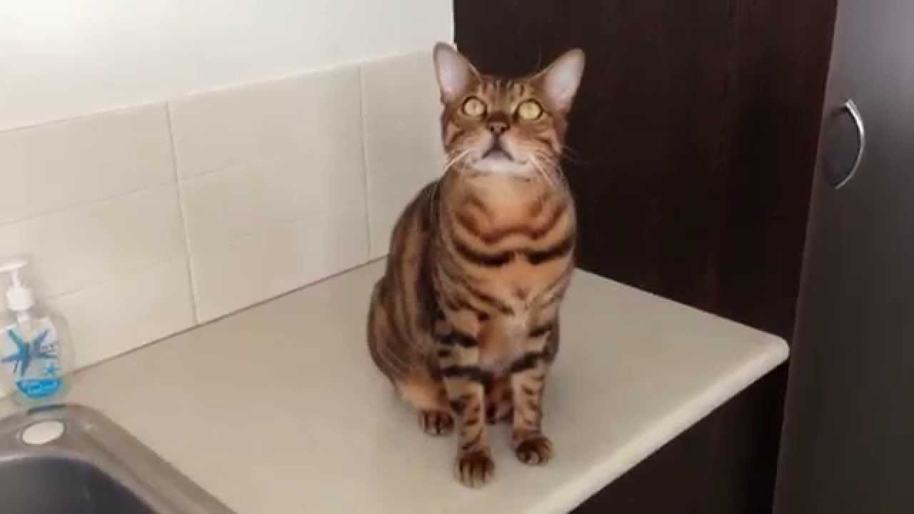 Bengal Cat Loves His 'Kitty Crack' (Catnip) YouTube