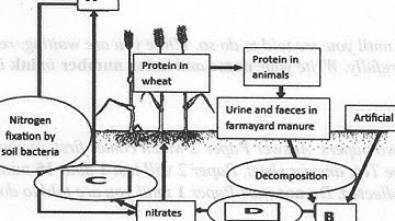2024 BECE Integrated Science Questions and Answers