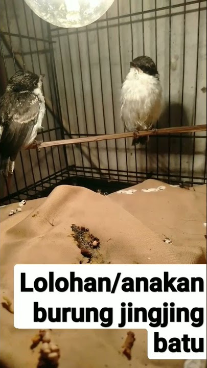 anakan burung jingjing batu/lumba lumba