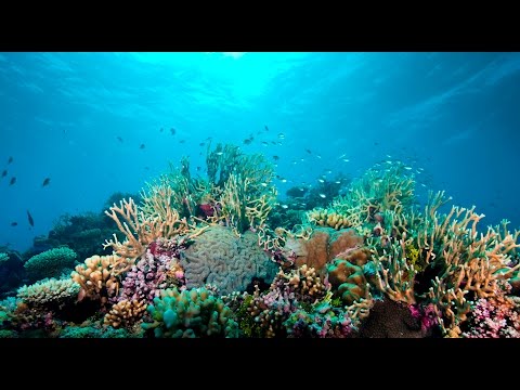 Video: Koraljni greben. Veliki koralni greben. Podvodni svijet koraljnih grebena