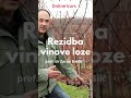Ref:u1ASWsjbc9s Orezivanje vinove loze - gijov jednogubi na in rezidbe vinove loze. prof dr. zoran be li 