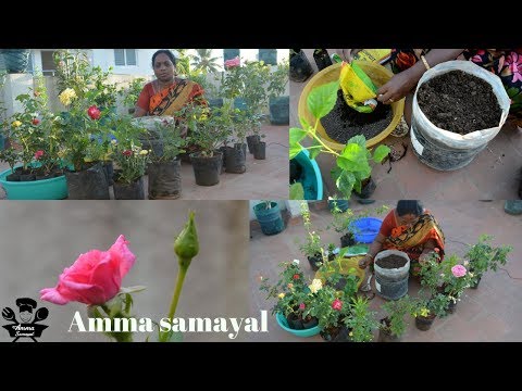 செடிகள் வைப்பது எப்படி |How to Plant flowers in Terrace Step by step Easy method|Plant Tips InTamil