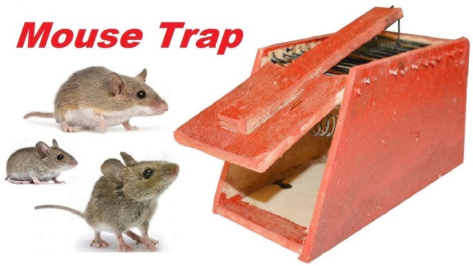 Catching 2 Mice @ The Same Time With An Antique Wooden Box Mouse