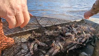 UNBELIEVABLE Catfish (Wire Nets * How to Catch Winter Catfish)