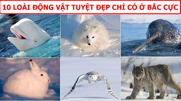 10 LOÀI ĐỘNG VẬT TUYỆT ĐẸP CHỈ CÓ Ở BẮC CỰC