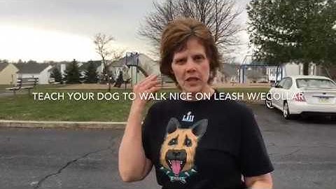 Teach Your Dog to Walk Nice on a Leash with Ecollar