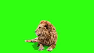 Lion Green Screen Effect Free HD Video