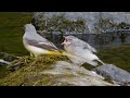 Grey wagtail feeding young