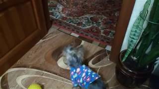 Кого видит собака ? Кого видит собака ?