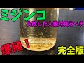 【メダカ・アクアリウム】ミジンコの増やし方【完全版】