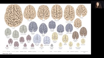 Katja Heuer: Mechanical morphogenesis and the development and evolution of primate cortical folding