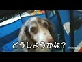 今日の、?さぶろうじいちゃんはママの足舐めより色んな所に潜入したい気分です。