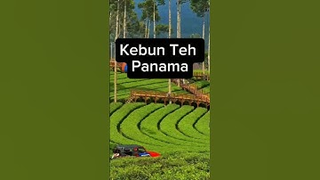 Indahnya Kebun Teh Panama di Wonosobo⁉️#kebunteh #kebuntehtambi #dieng #wonosobo #wisata #wisataalam