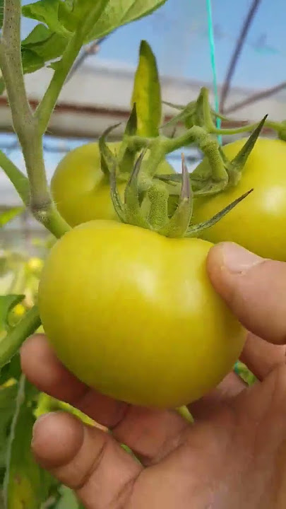 GÖLGE BU OTA DA KONAR, KONAR İŞTE... #gölge #gölgeleme #sera #seracılık