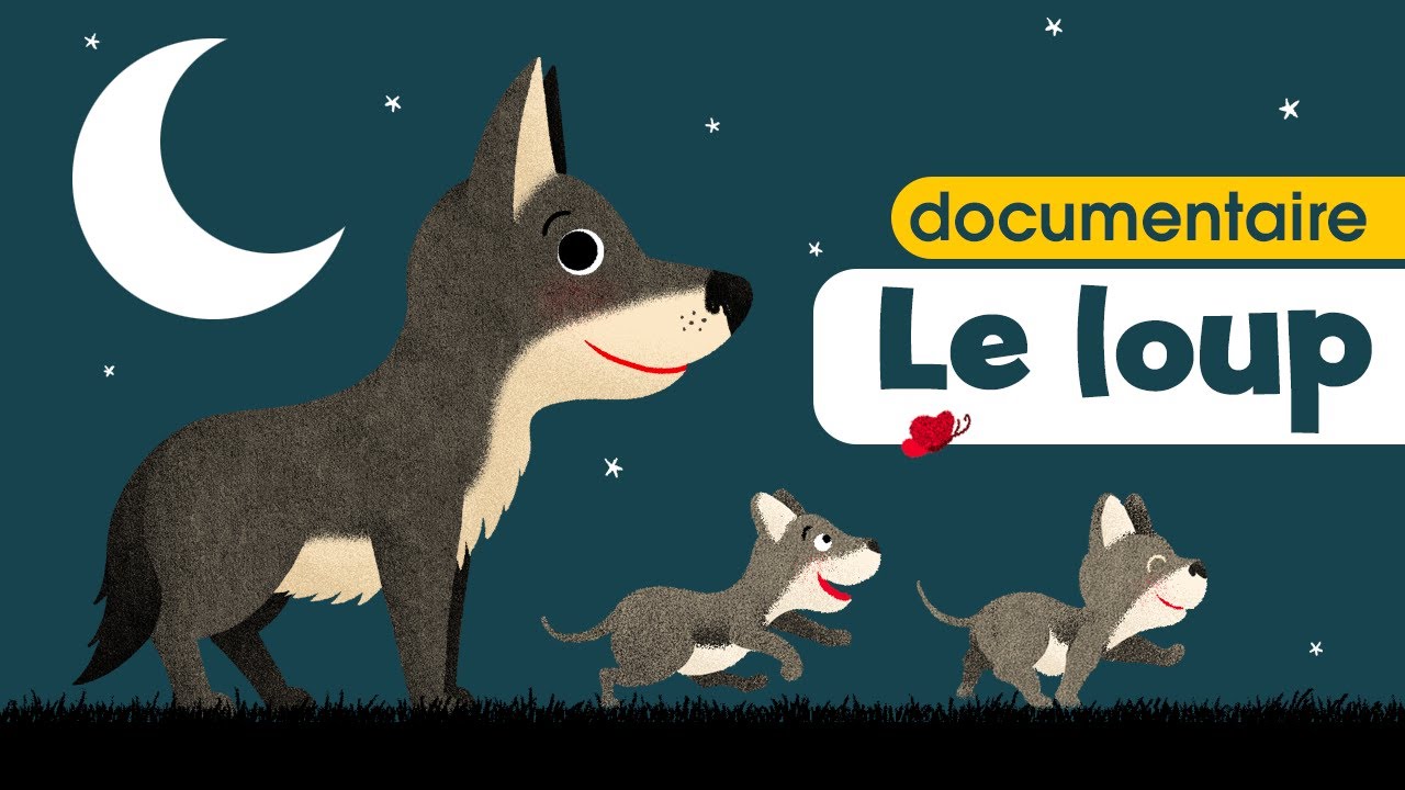Le loup, la louve & les louveteaux 🐺 Documentaire pour bébé et enfant