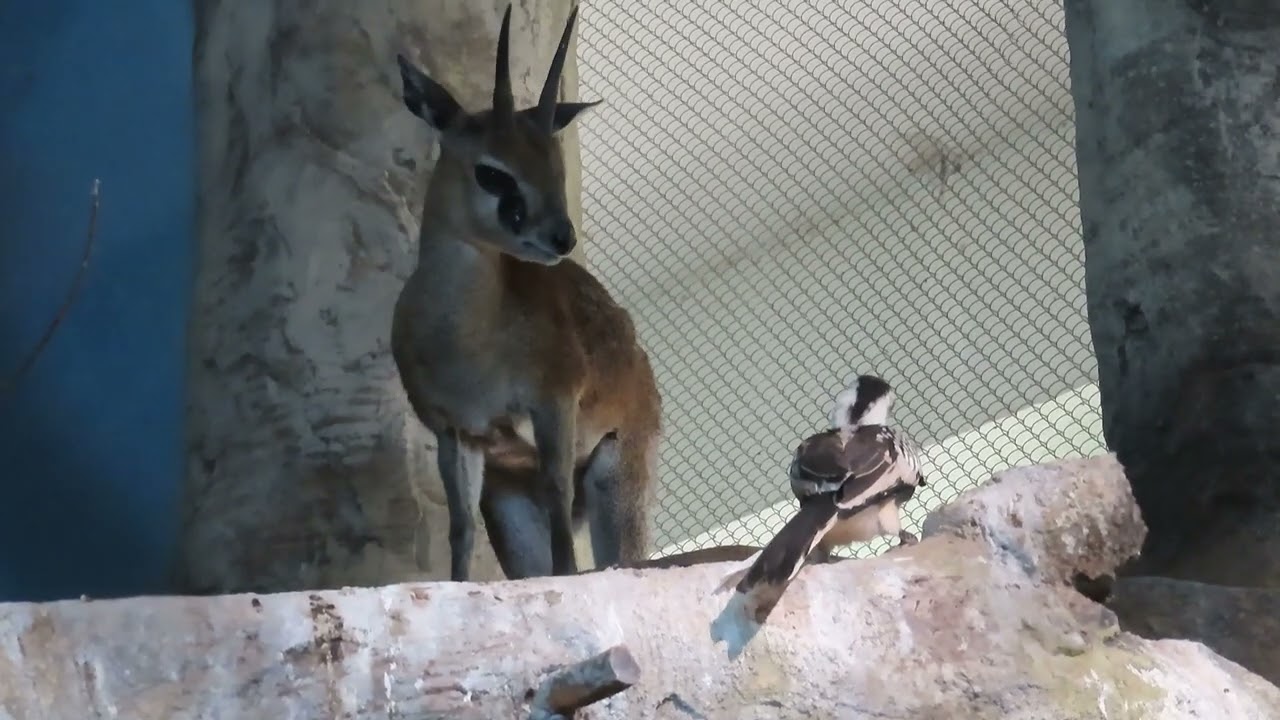 Kopjes for klipspringers in Lincoln Park Zoo's "African Journey", plus courting red-billed hornbill