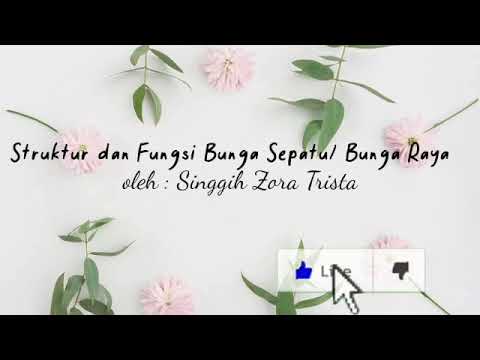 Bagian Bagian Bunga Kembang Sepatu Dan Fungsinya Oleh Singgih Zora Trista Youtube