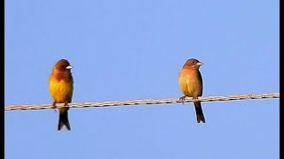 Red-headed Buntings - M | Breeding & Non Breeding Plumage | Bird Watching | Bird | Wildlife