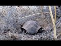 Desert Tortoise burrow!