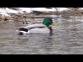 Mallards on the river in winter