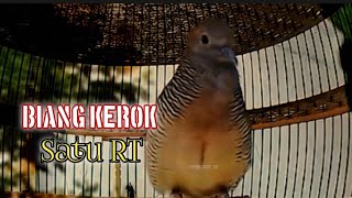 PUTAR setiyap hari PERKUTUT LOKAL GACOR kombinasi SUARA OMBYOKAN Cocok Juga untuk meningkatkan emosi