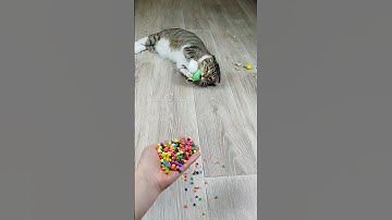 Funny Cat Barsik Beads 📿 Cubes 🎲 Reverse video #marblerunandmore #cat #reverse