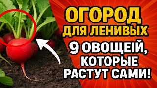 ОГОРОД ДЛЯ ЛЕНИВЫХ 😎 9 овощей, которые растут САМИ!