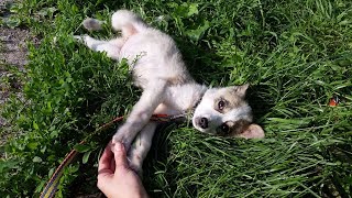 Очаровательное Безобразие Miracle 1 Белоснежное Чудо 🐾 БФ Лохматая Душа Очаровательное Безобразие Miracle 1 Белоснежное Чудо 🐾 БФ Лохматая Душа