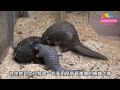 品嚐現流蟻窩自己來－穿山甲芎梧依靠嗅覺 Baby Pangolin Chiung Wu Tasted Fresh Ant Nest