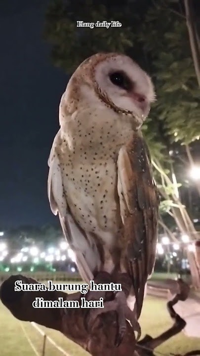 Suara burung hantu dimalam hari