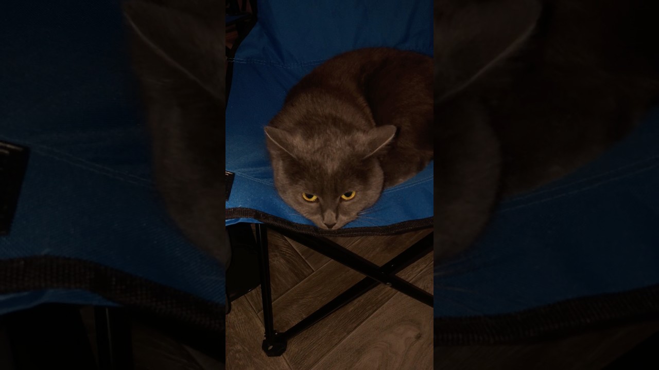 My cat looks very serious like the main character or something:) 