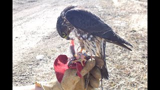 Falconry: Falcons, Accipiters, Buteos Part 3