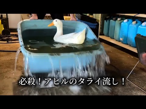 アヒル無しでは生きていけない身体になってしまった - YouTube