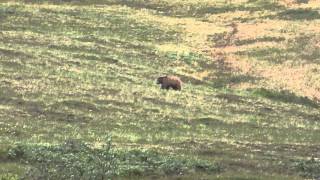 Grizzly Bear Stalking Hikers In Denali National Park