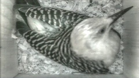 Red Bellied Woodpecker Inspects and Pecks Inside Nest Box