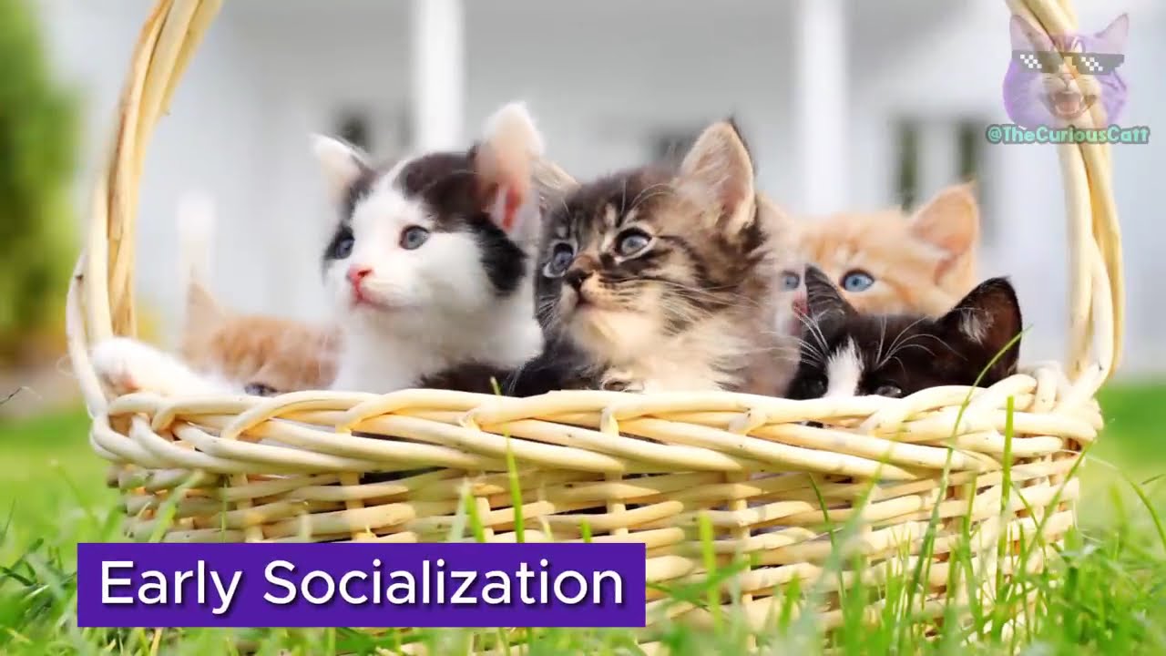 YouTube video image 2