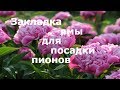 Закладка ямы под посадку пионов!