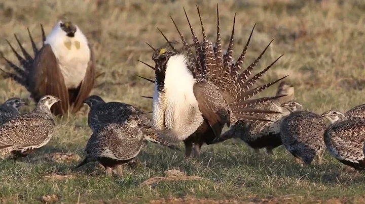 Greater Sage Grouse Birds - Working Lands For Wildlife