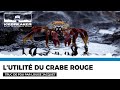 Truc de fou 10  lutilit du crabe rouge par louise jacquet