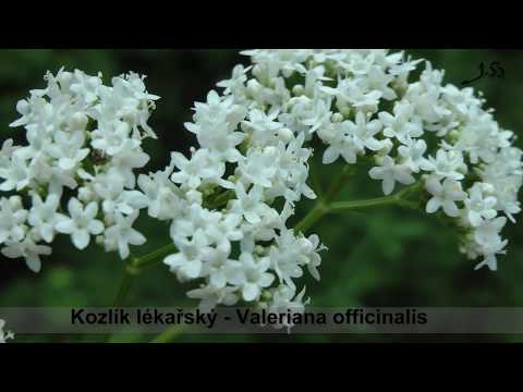 Kozlík lékařský - Valeriana officinalis