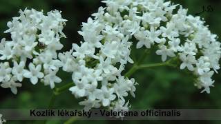 Kozlík lékařský -  Valeriana officinalis