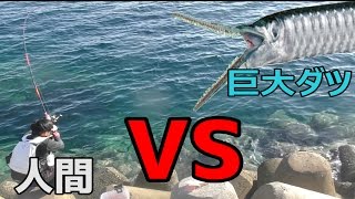 凶暴な巨大ダツを釣り上げろ！【図鑑埋め9話】