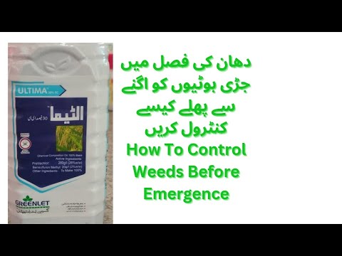 دھان کی فصل میں جڑی بوٹیوں کو اگنے سے پھلے کیسے کنٹرول کریں۔ How To Control Weeds Before Emergence