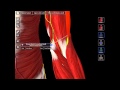 Cubital Fossa Anatomy Quiz